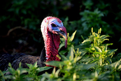 Close-up of a bird looking away