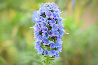 Close-up of purple flowers