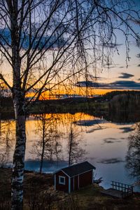 Bare trees by lake at sunset