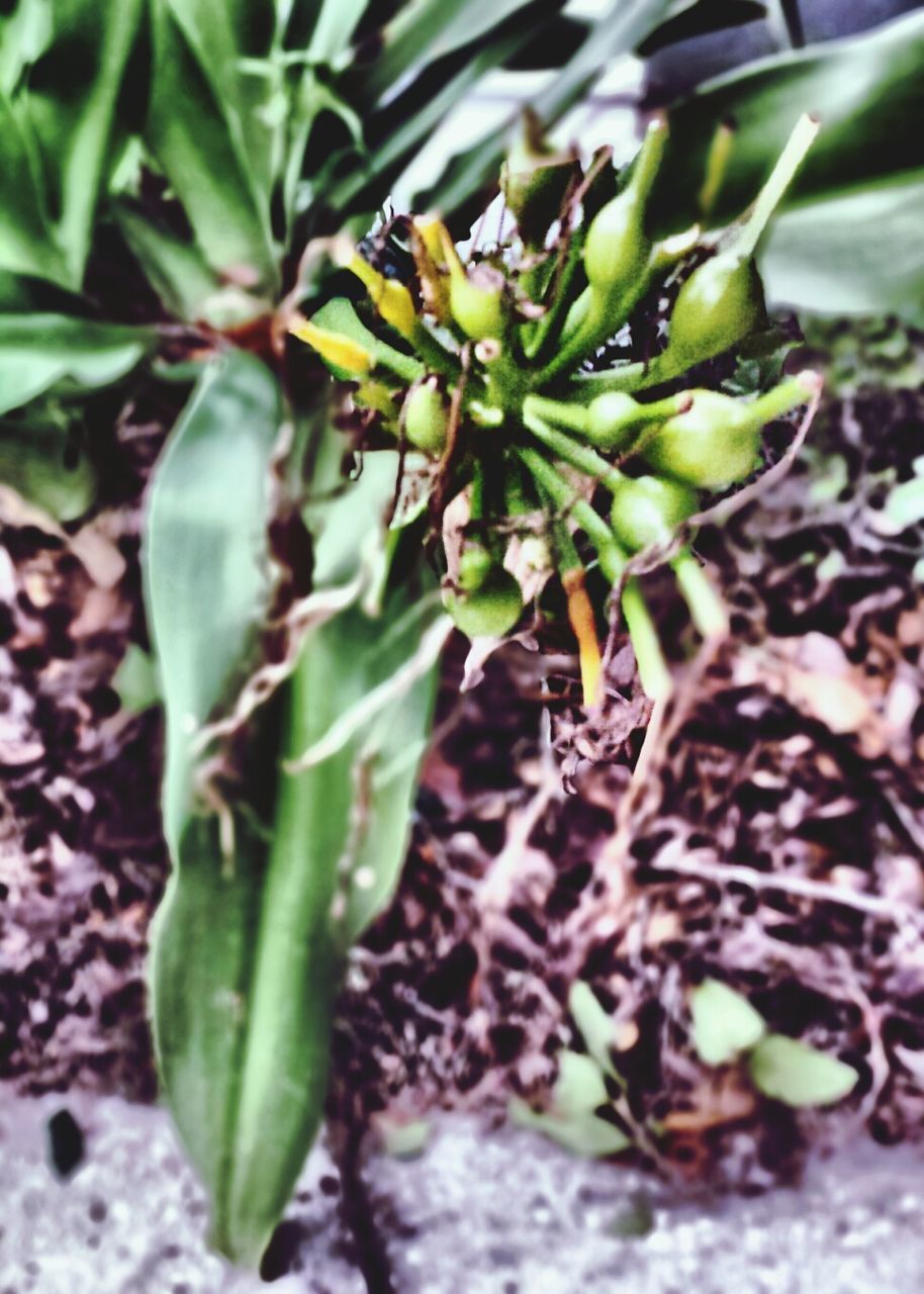 growth, leaf, green color, plant, nature, close-up, freshness, growing, focus on foreground, beauty in nature, selective focus, day, cactus, green, outdoors, no people, fragility, stem, botany, tranquility