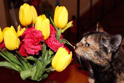 Close-up of yellow flowers