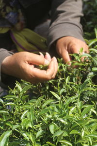 Hand-picked tea ensures the integrity of the tea leaves