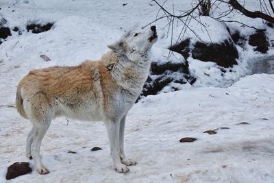 Dog howling