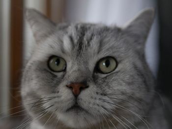 Close-up portrait of a cat