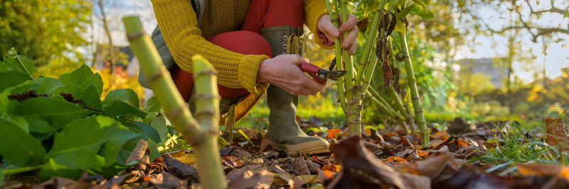 Woman pruning back dahlia plant foliage before digging up the tubers for winter storage. 