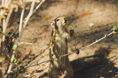 Close-up of mouse on land