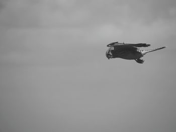 Low angle view of airplane flying in sky