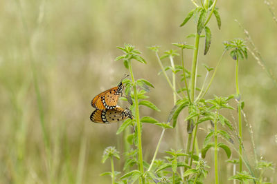 Close-up of butterfly pollinating on flower