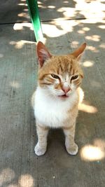 Portrait of cat on wooden floor