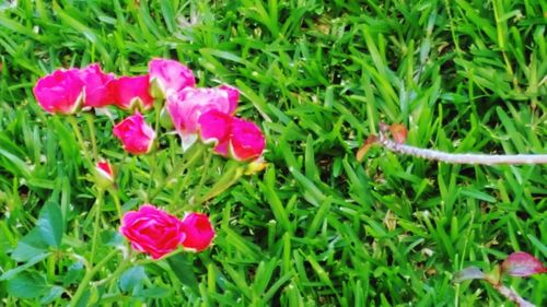 Close-up of pink flowers blooming on field