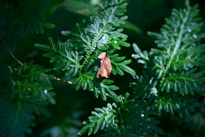 Close-up of leaves on plant