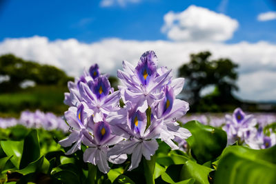 Close-up of purple flowering plants so water hyacinth.