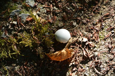 High angle view of mushroom growing on field