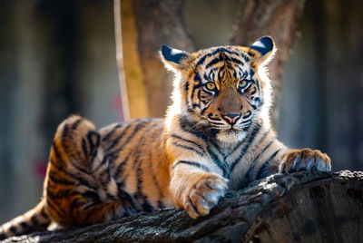 Close-up of tiger