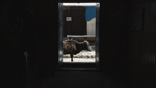 View of a yak looking through a doorway