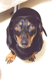 Close-up portrait of black dog