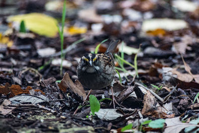 Close-up of a bird on field