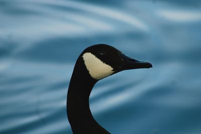 Close-up of duck swimming in lake