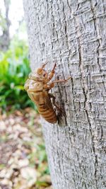 Close-up of insect on tree trunk