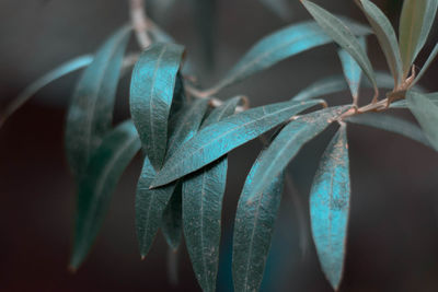 Close-up of succulent plant leaves