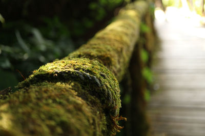 Close-up of moss growing on tree trunk