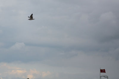 Bird flying against sky