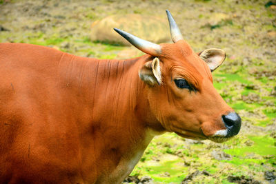 View of a horse on field