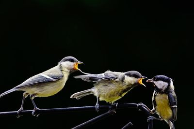 Close-up of great tits perching on railing