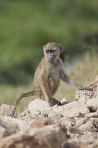 Portrait of monkey sitting on rock