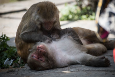 Close-up of monkeys grooming