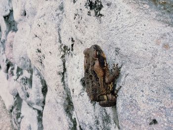 High angle view of lizard on sand