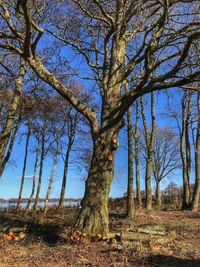 Bare trees on field against sky