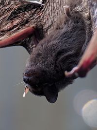Close-up of a bat