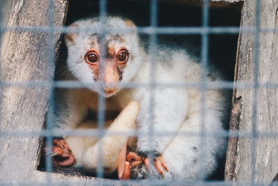 Portrait of monkey in cage