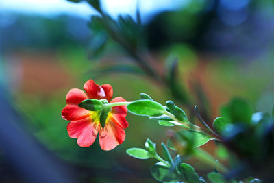 Close-up of red flowering plant