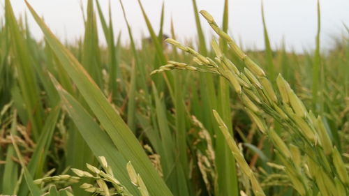 Close-up of wheat growing on field