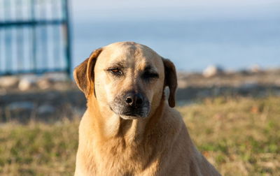 Close-up portrait of dog looking away