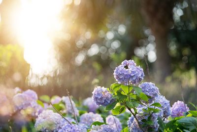 Close-up of flowers blooming outdoors