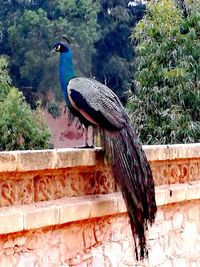 Bird perching on retaining wall against trees