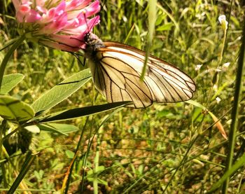 Close-up of butterfly pollinating on flower