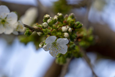 Close-up of cherry blossom on tree