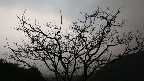 Low angle view of silhouette bare tree against sky