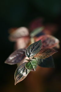 Close-up of flower on leaves