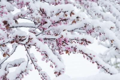 Close-up of cherry blossom tree during winter