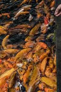 High angle view of koi carps swimming in pond