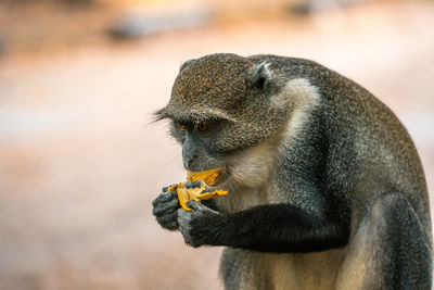 Close-up of a monkey eating food in zoo