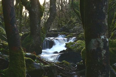 Scenic view of waterfall in forest