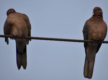 Low angle view of birds perching on pole