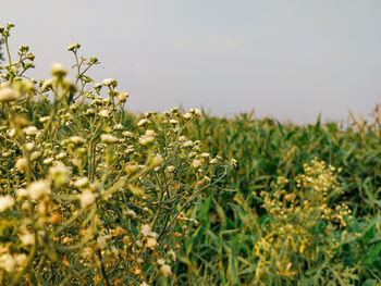 Close-up of yellow flowering plants on field against sky