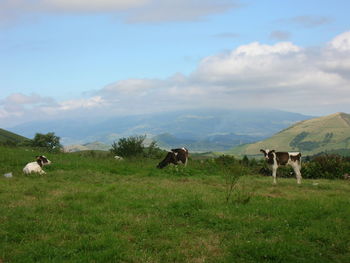 Cows grazing in a field